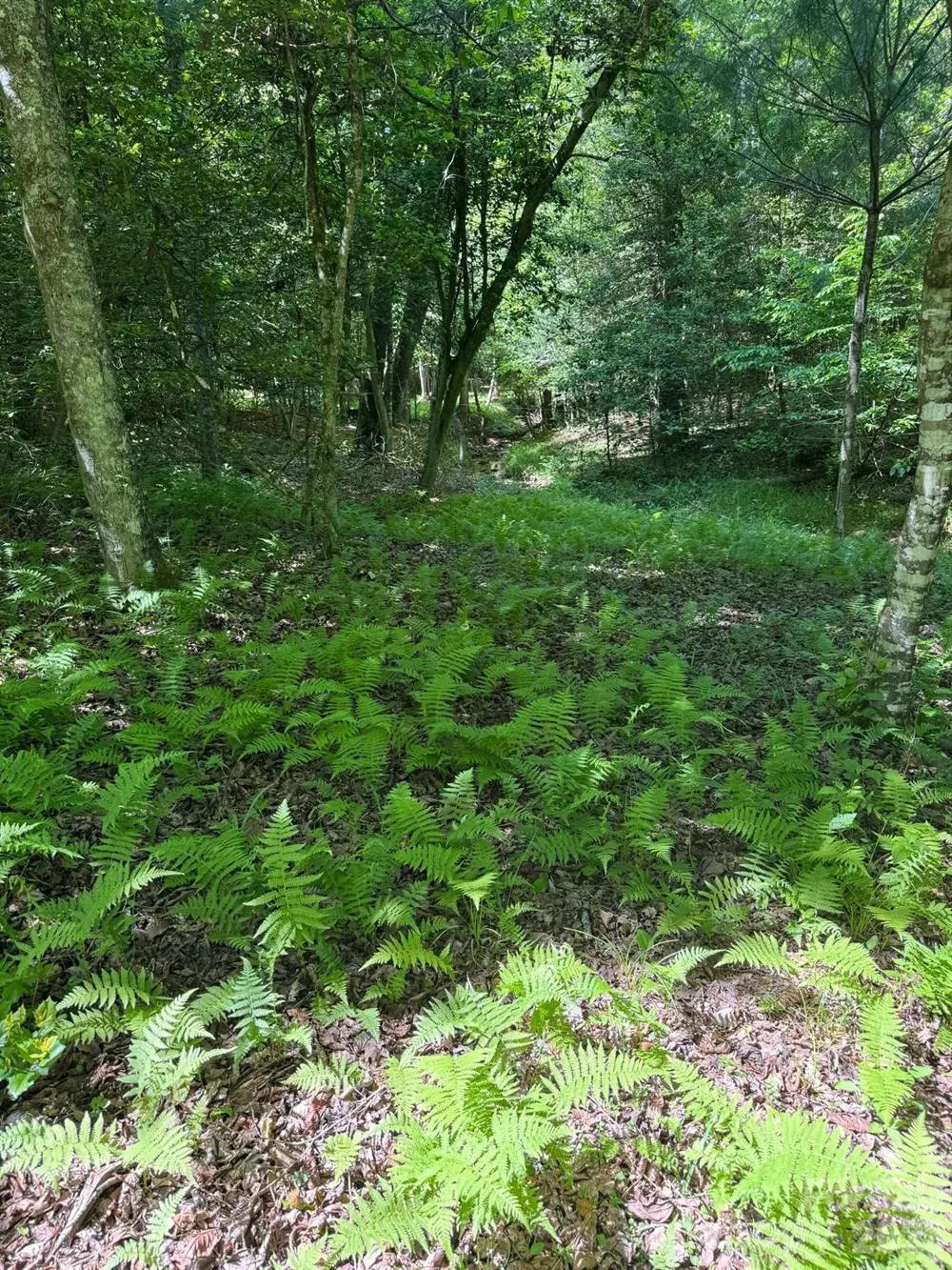 Lot 54 Billings Hill Church Road Traphill, NC 28683