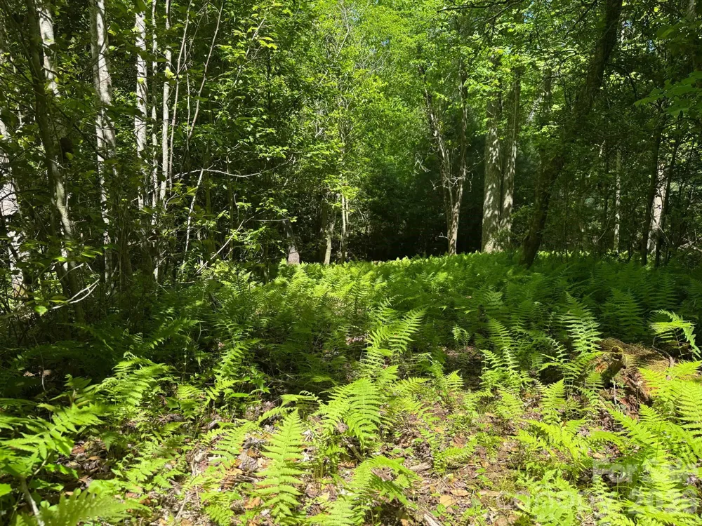 Lot 54 Billings Hill Church Road Traphill, NC 28683