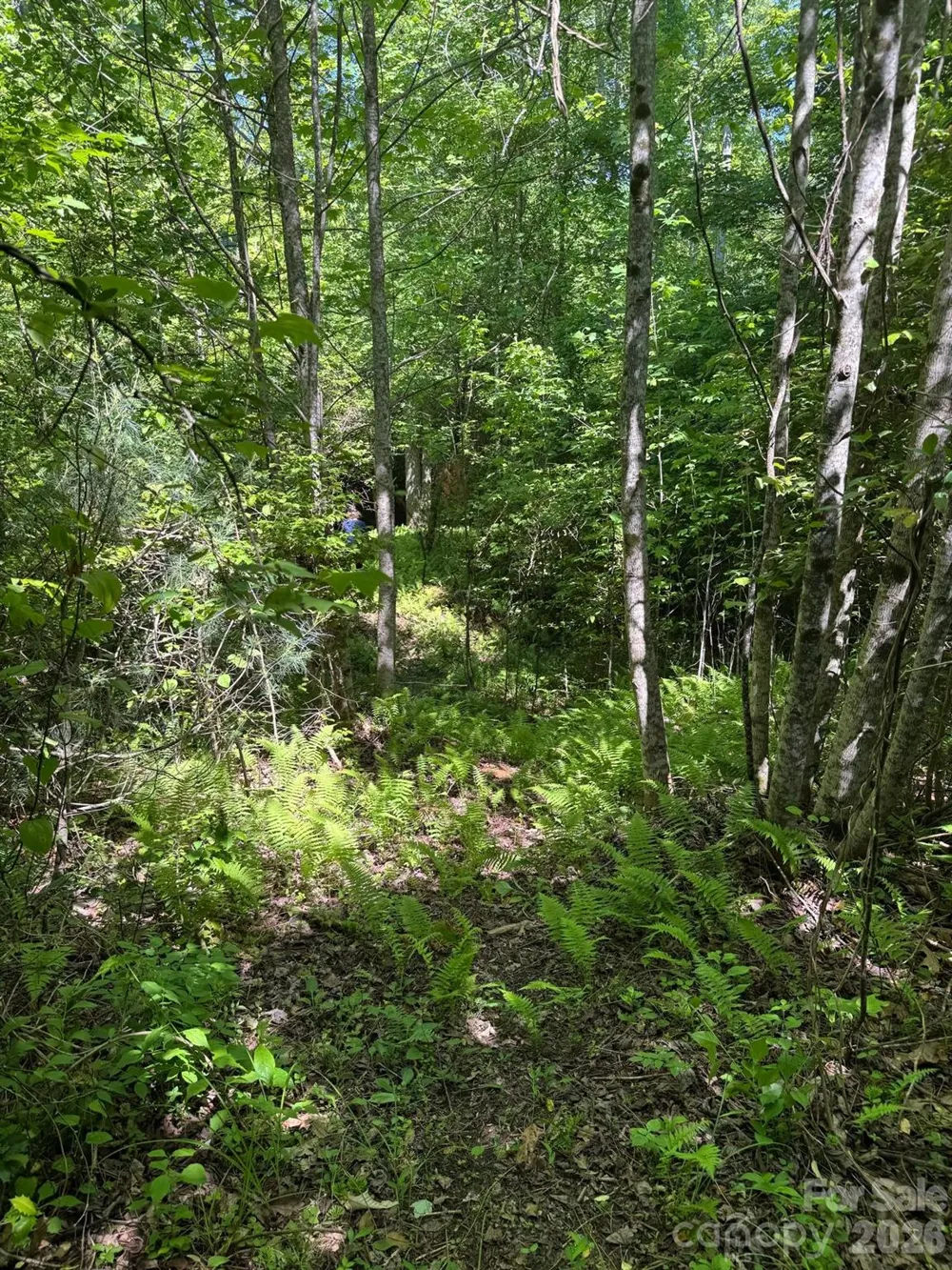 Lot 54 Billings Hill Church Road Traphill, NC 28683