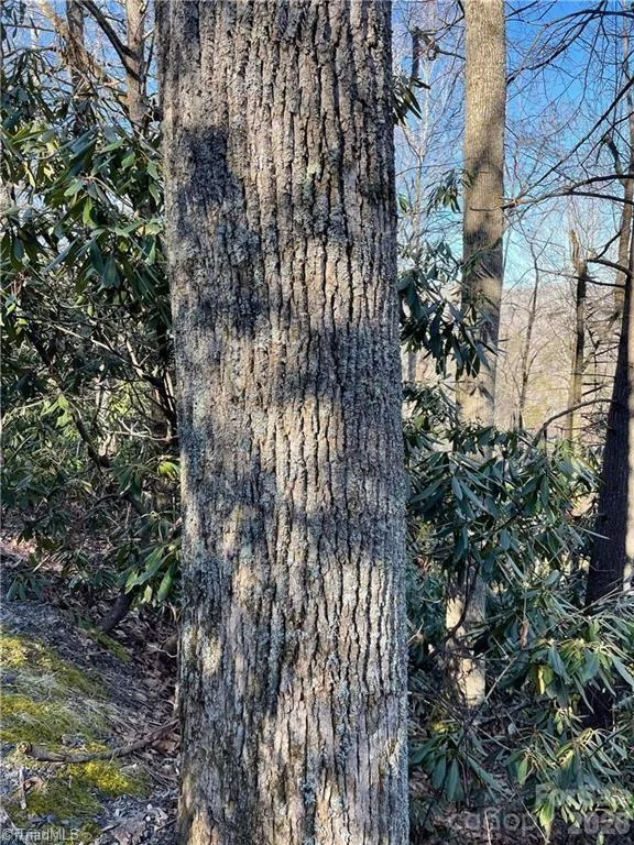 Lot E-15 Laurel Ridge Road Banner Elk, NC 28604