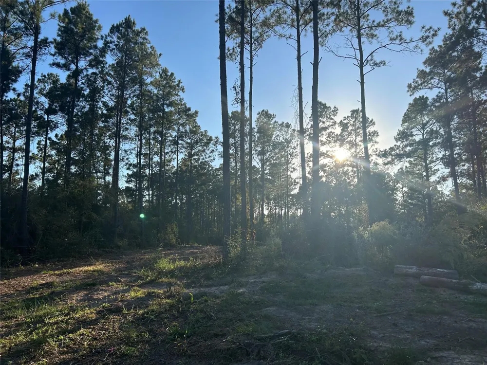 700 Pr 8160 Lovelady, TX 75851