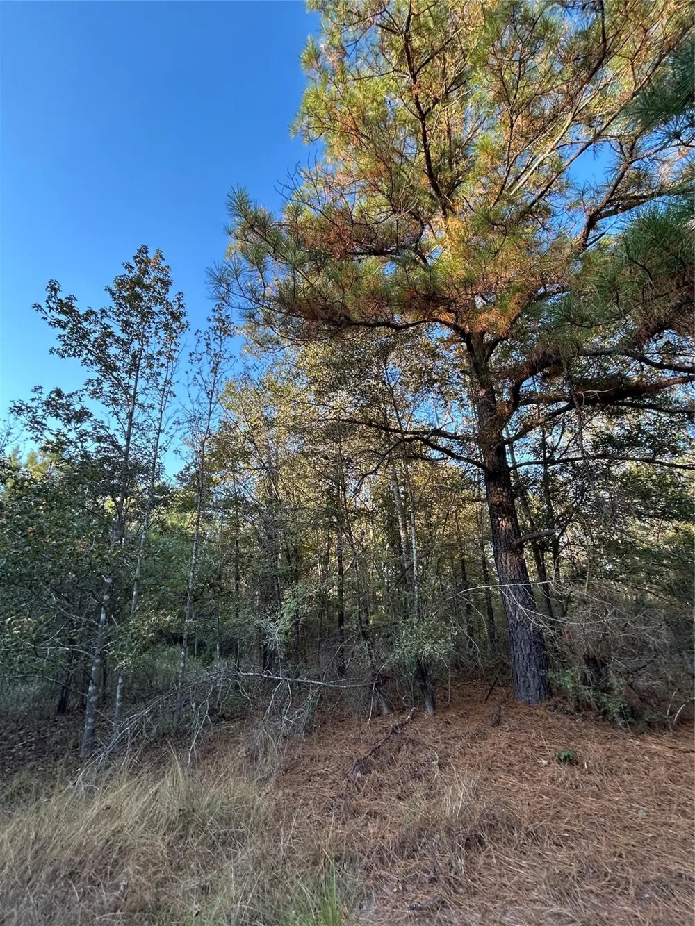700 Pr 8160 Lovelady, TX 75851