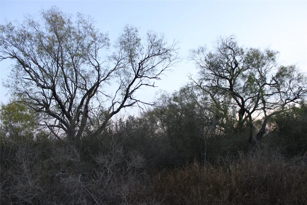 CR 339 Jourdanton, TX 78026