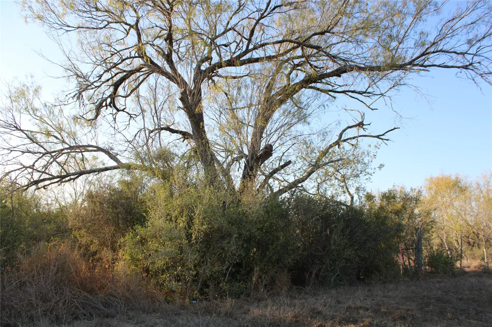 CR 339 Jourdanton, TX 78026