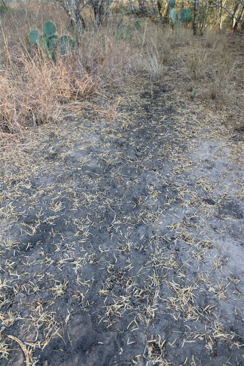 CR 339 Jourdanton, TX 78026