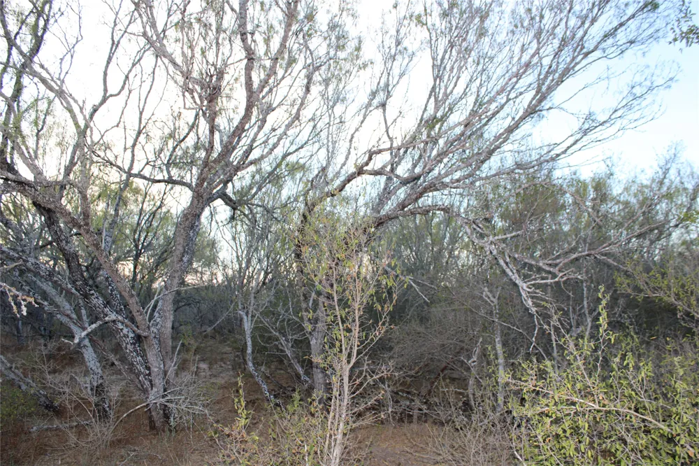 CR 339 Jourdanton, TX 78026