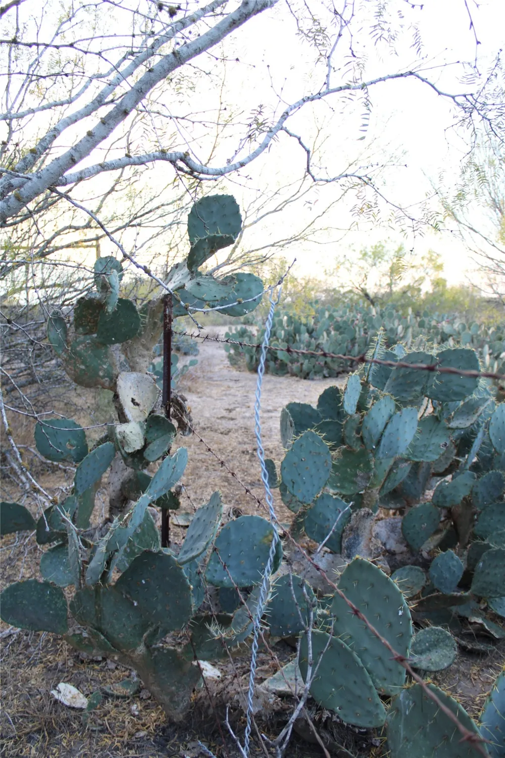 CR 339 Jourdanton, TX 78026