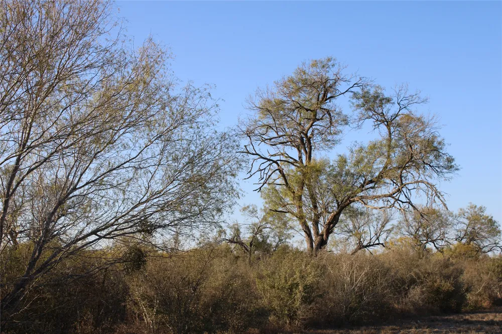CR 339 Jourdanton, TX 78026