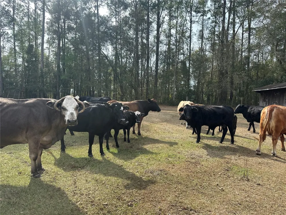 10550 NW 115TH AVENUE Reddick, FL 32686