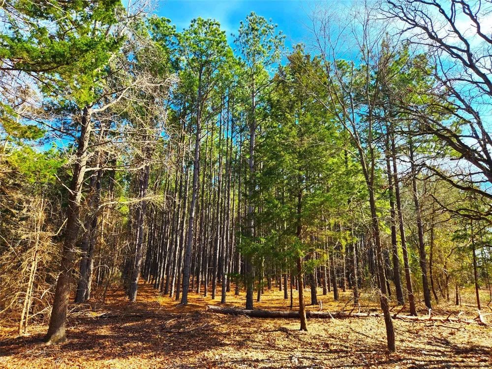 US-175 Larue, TX 75770