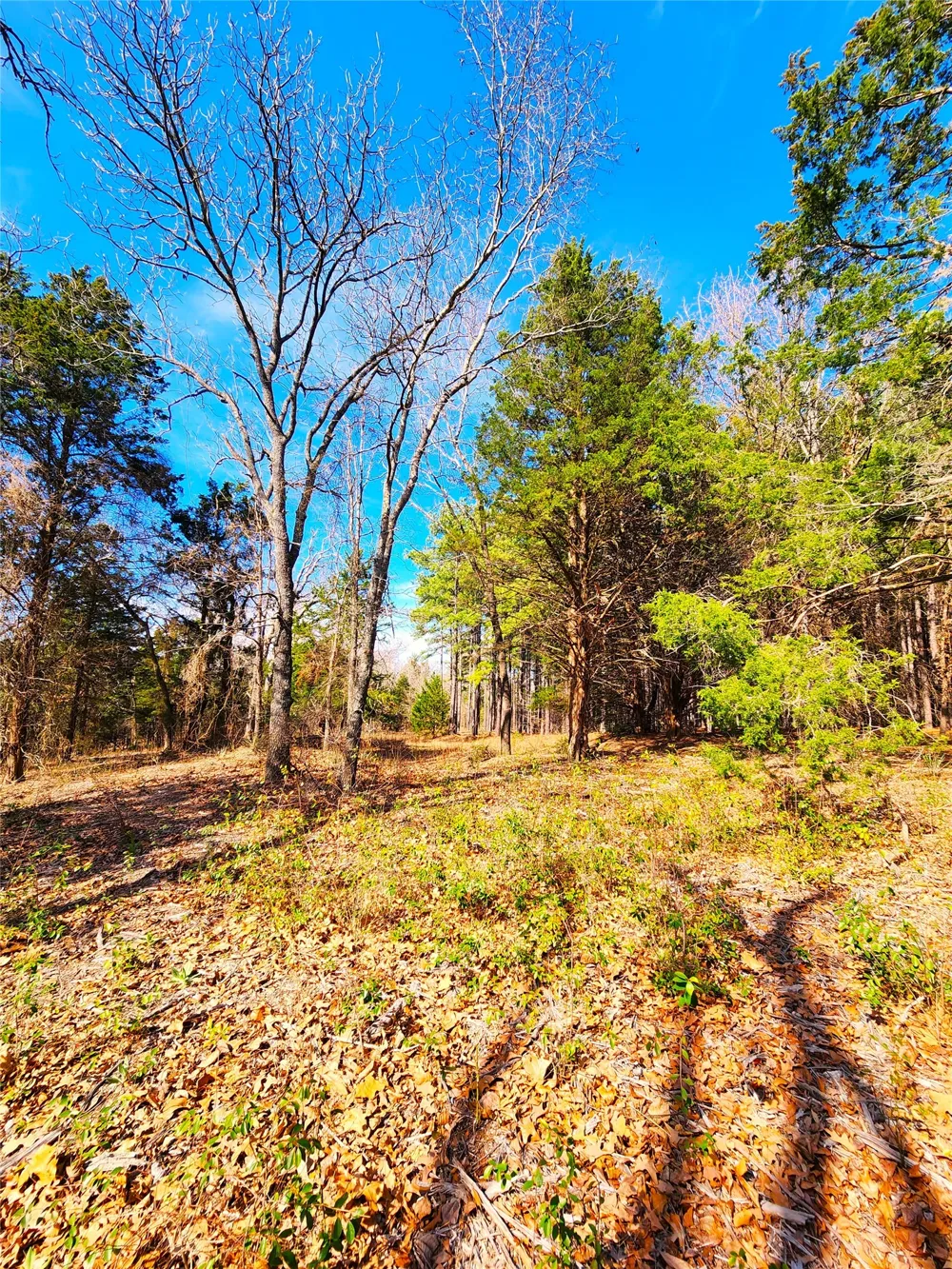 US-175 Larue, TX 75770