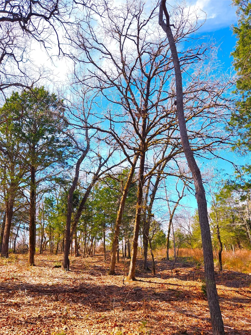 US-175 Larue, TX 75770