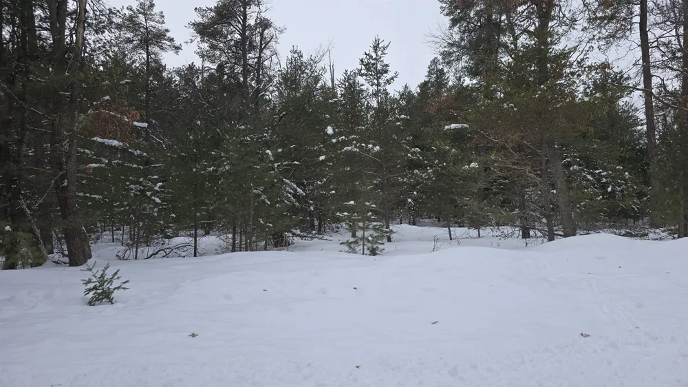 Longfield Drive Greenwood Township, MI 49756