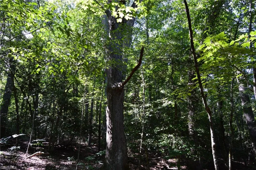 Tract C NC Highway 89 W #Tract C Danbury, NC 27016