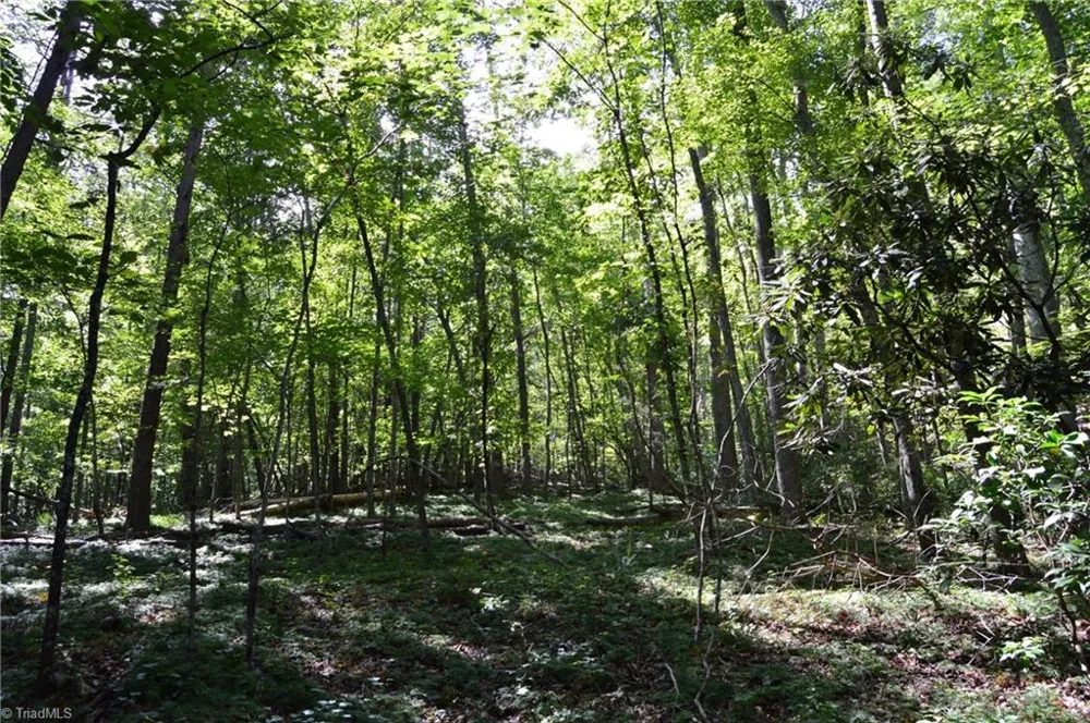Tract C NC Highway 89 W #Tract C Danbury, NC 27016