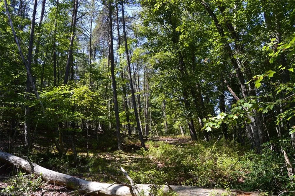 Tract C NC Highway 89 W #Tract C Danbury, NC 27016