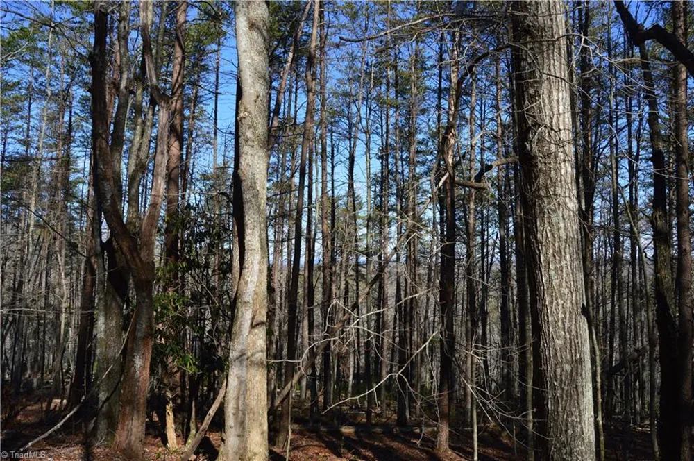 Tract C NC Highway 89 W #Tract C Danbury, NC 27016
