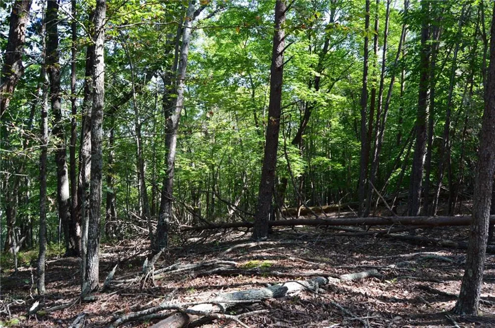 Tract D Hanging Rock Forest Road #Tract D Danbury, NC 27016