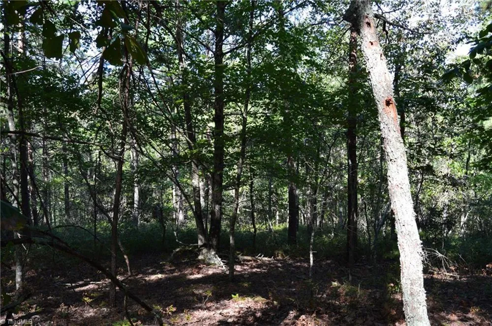 Tract D Hanging Rock Forest Road #Tract D Danbury, NC 27016
