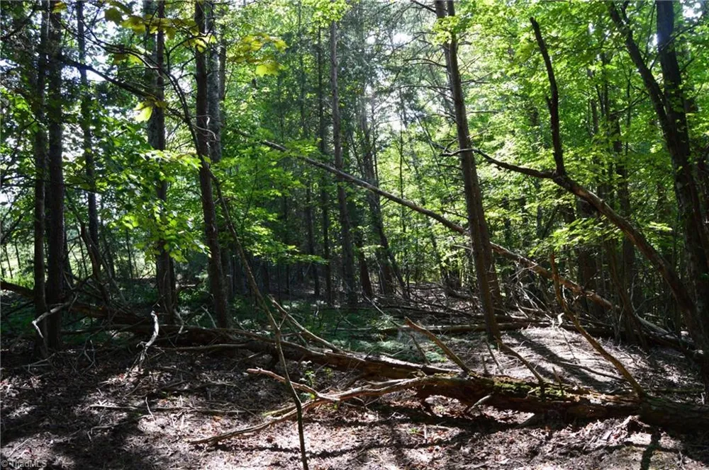 Tract D Hanging Rock Forest Road #Tract D Danbury, NC 27016