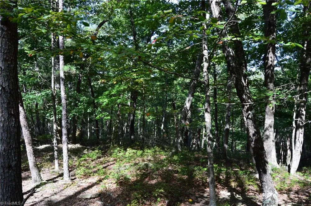 Tract D Hanging Rock Forest Road #Tract D Danbury, NC 27016