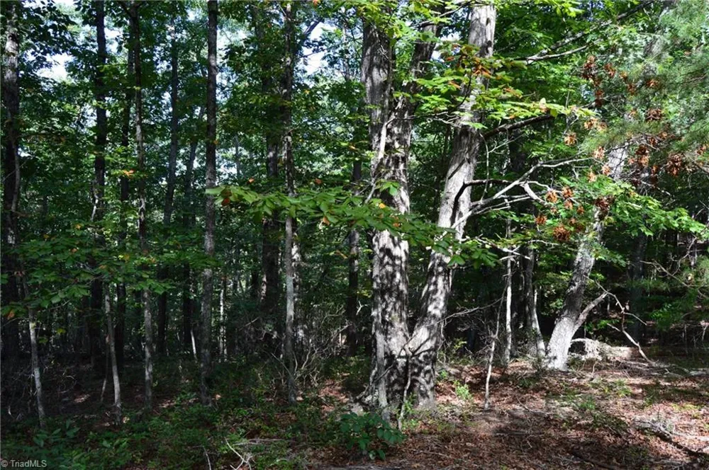 Tract D Hanging Rock Forest Road #Tract D Danbury, NC 27016