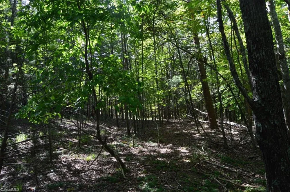 Tract D Hanging Rock Forest Road #Tract D Danbury, NC 27016
