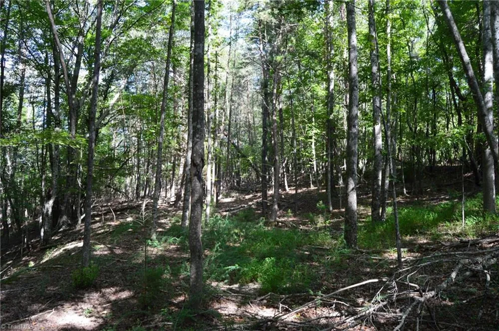 Tract D Hanging Rock Forest Road #Tract D Danbury, NC 27016