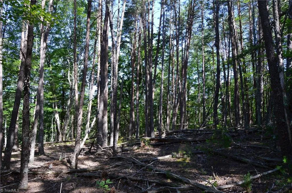 Tract D Hanging Rock Forest Road #Tract D Danbury, NC 27016