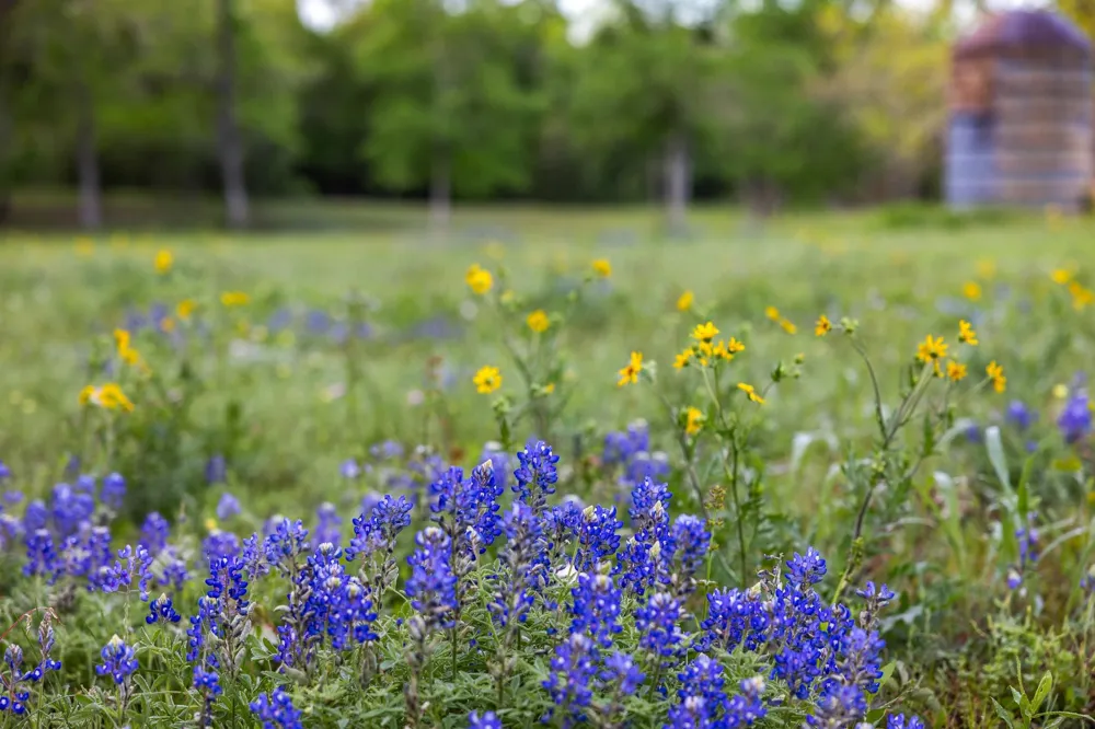 4399 Silentwood Lane Anderson, TX 77830