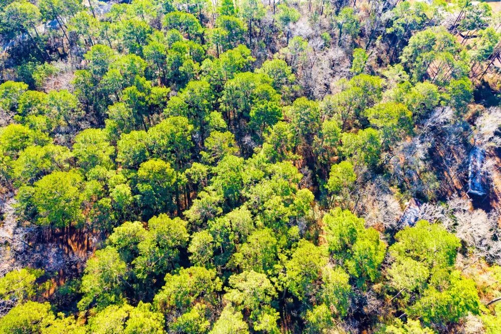 Cedar Court Trinity, TX 75862