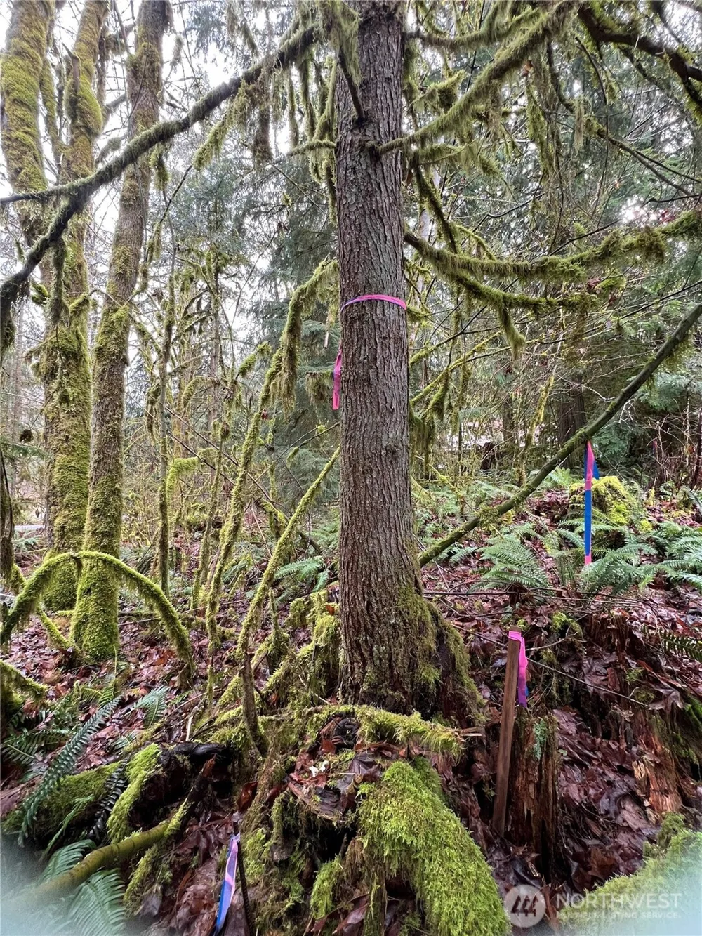 15026 Iceberg Road Glacier, WA 98244