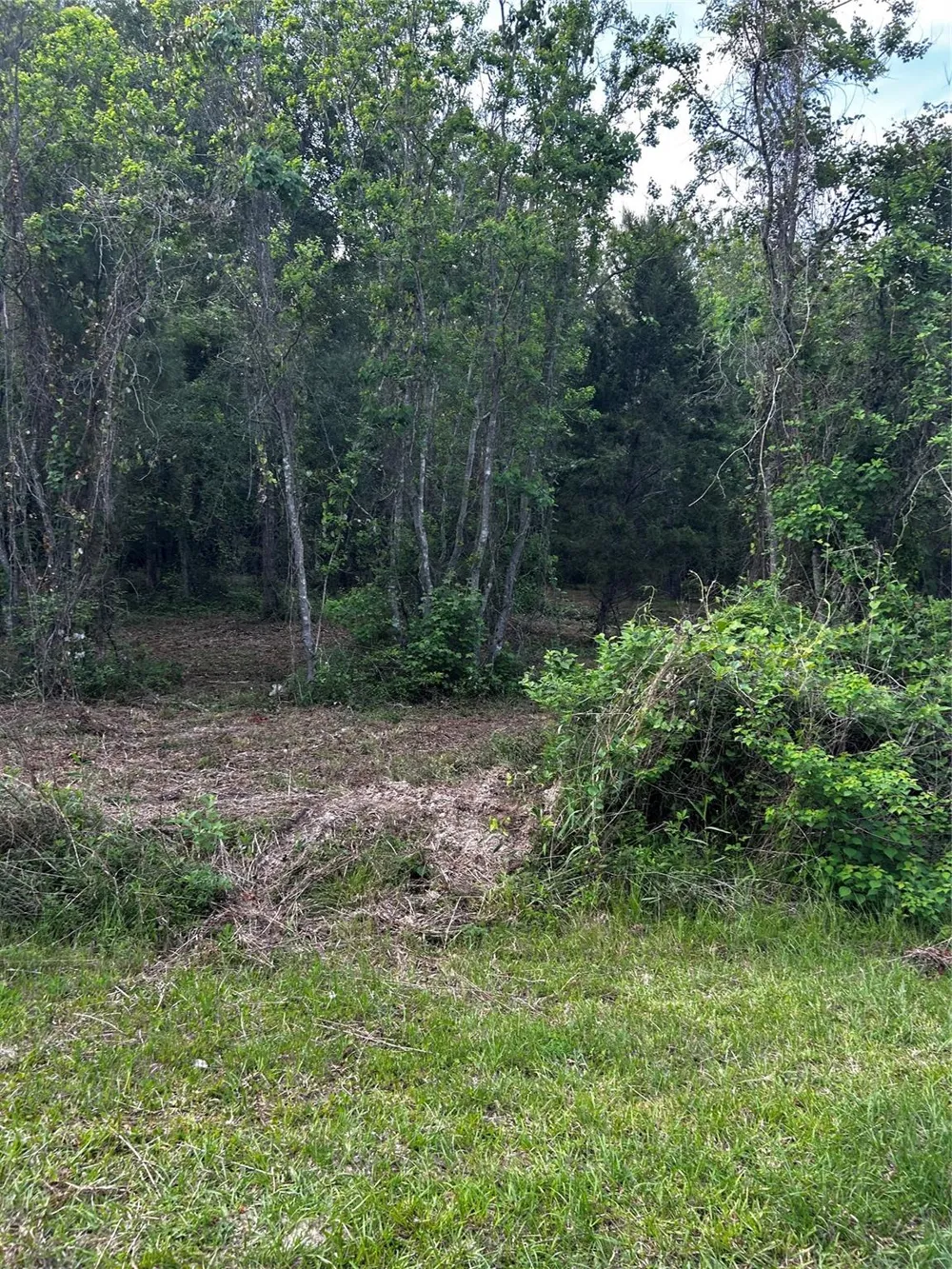 County Line Road Shepherd, TX 77371