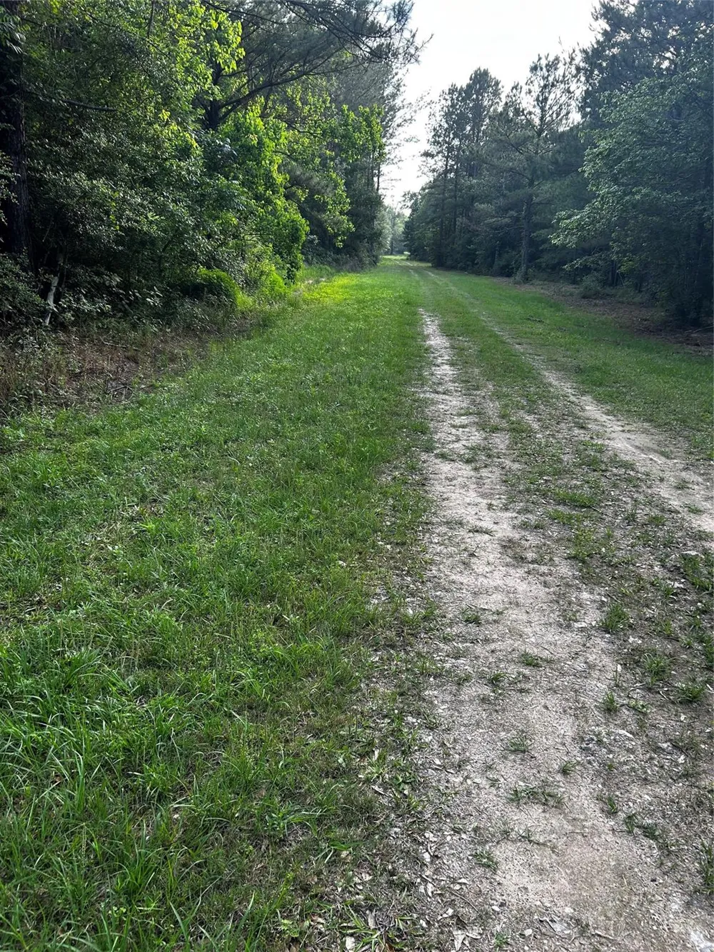 County Line Road Shepherd, TX 77371