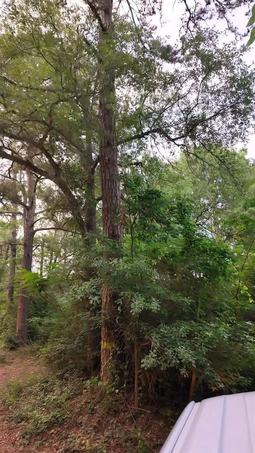County Line Road Shepherd, TX 77371
