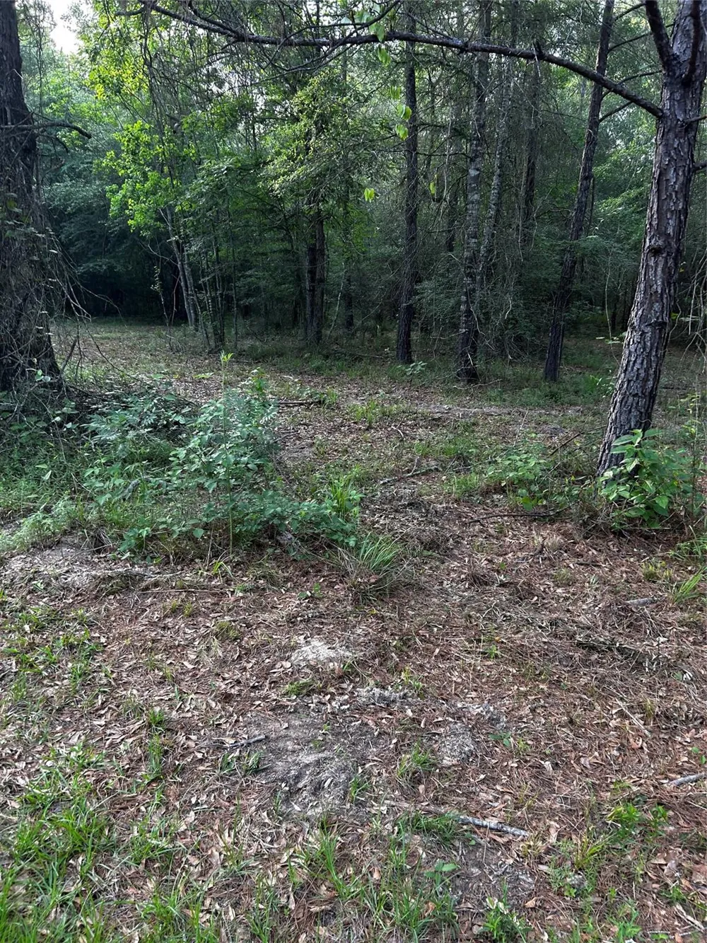 County Line Road Shepherd, TX 77371
