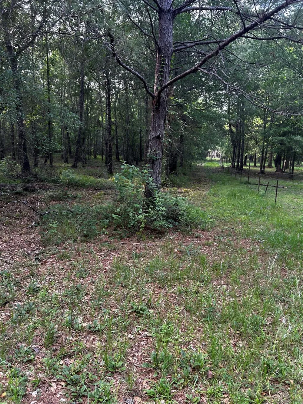 County Line Road Shepherd, TX 77371