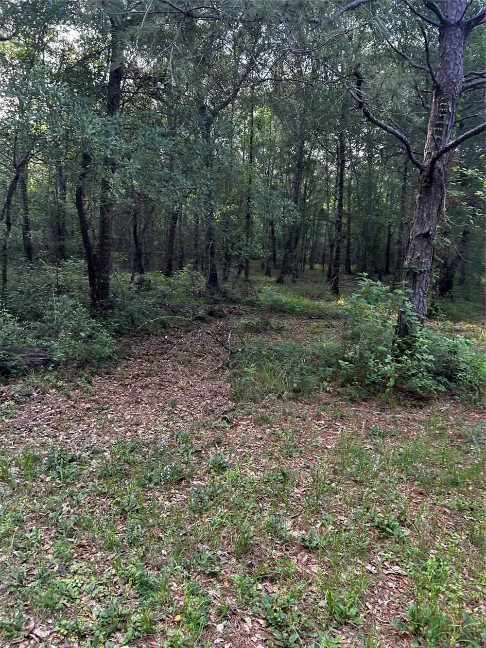 County Line Road Shepherd, TX 77371