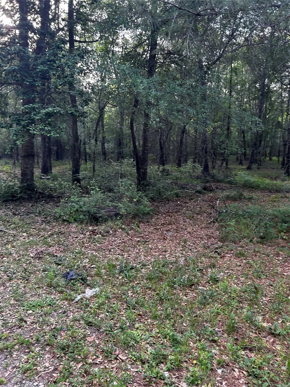 County Line Road Shepherd, TX 77371