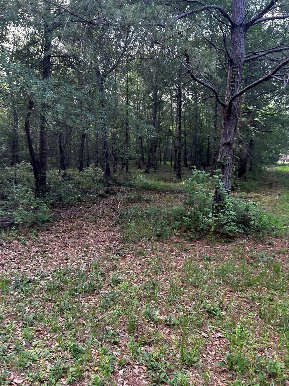 County Line Road Shepherd, TX 77371