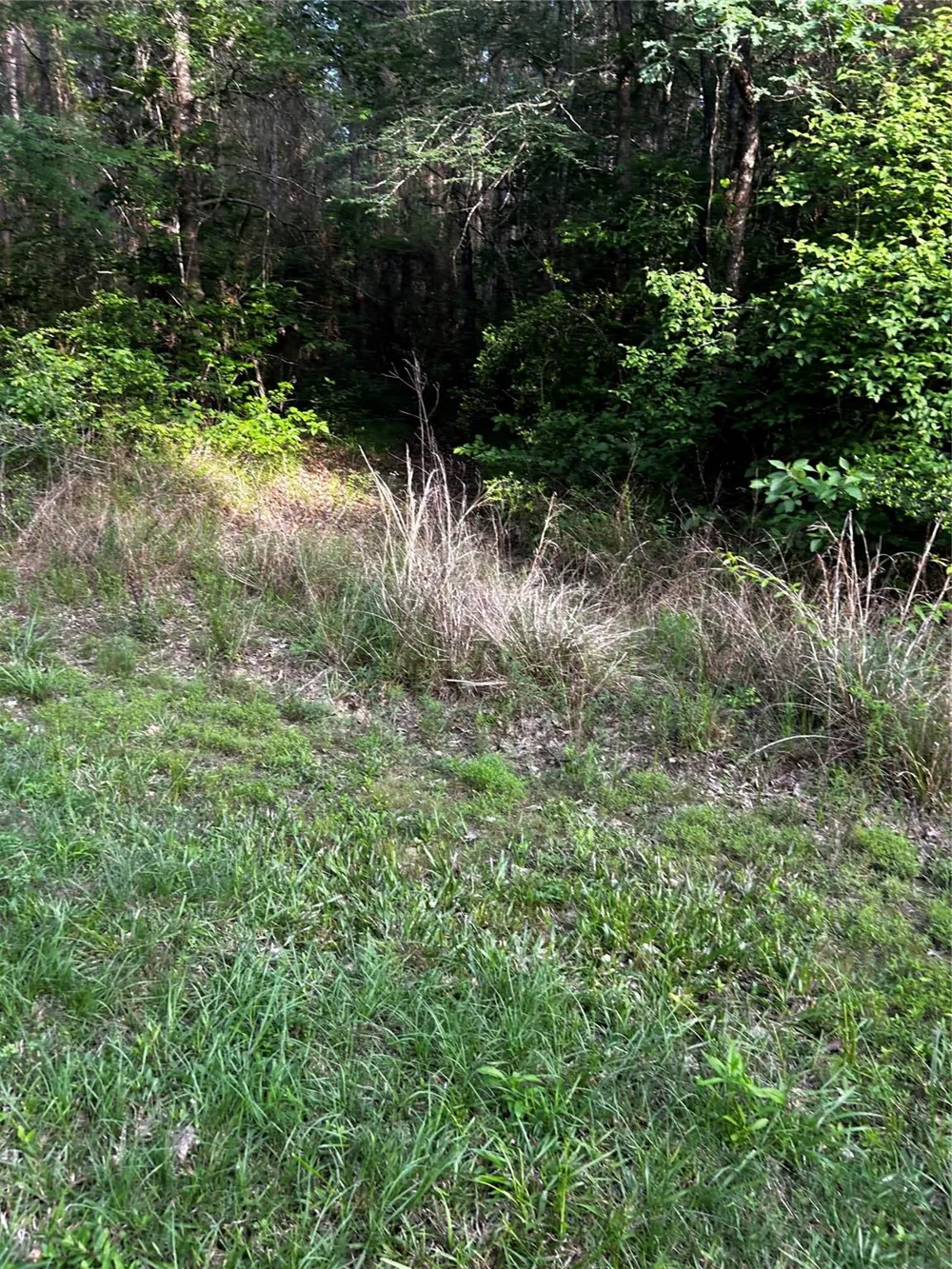 County Line Road Shepherd, TX 77371