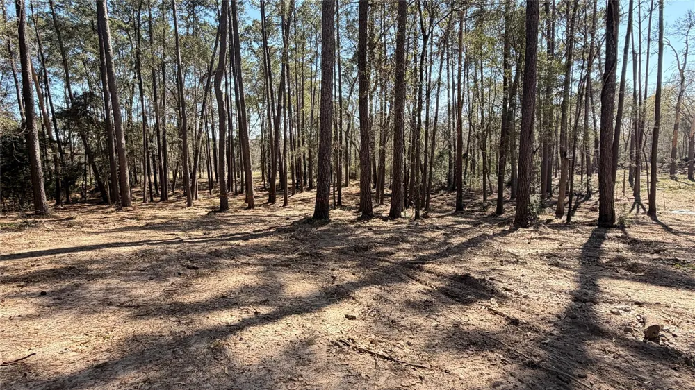 Michael Drive Magnolia, TX 77355