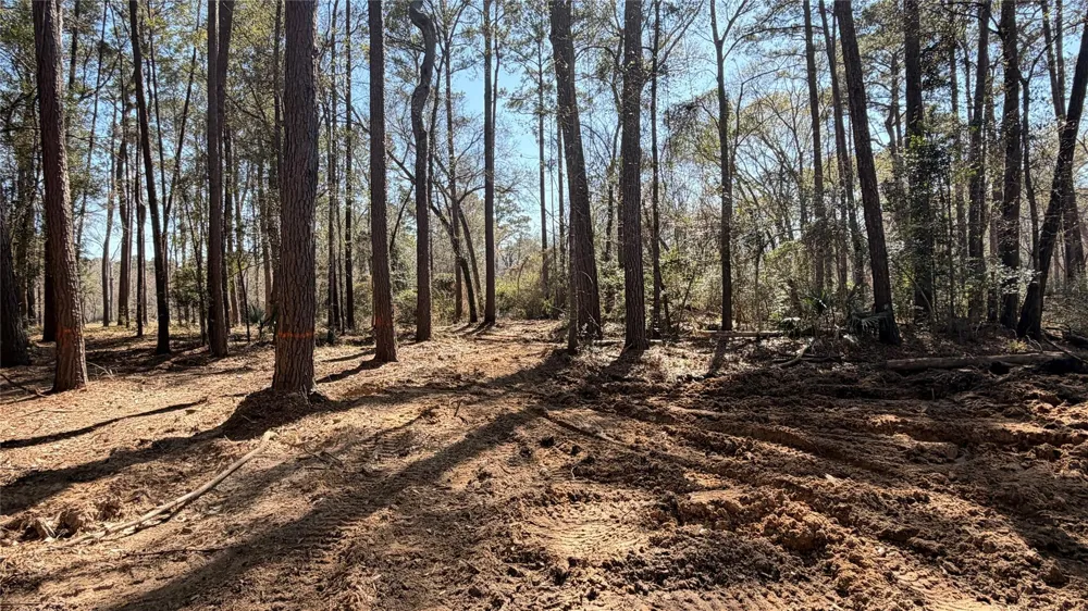 Michael Drive Magnolia, TX 77355