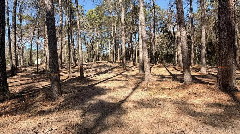 Michael Drive Magnolia, TX 77355