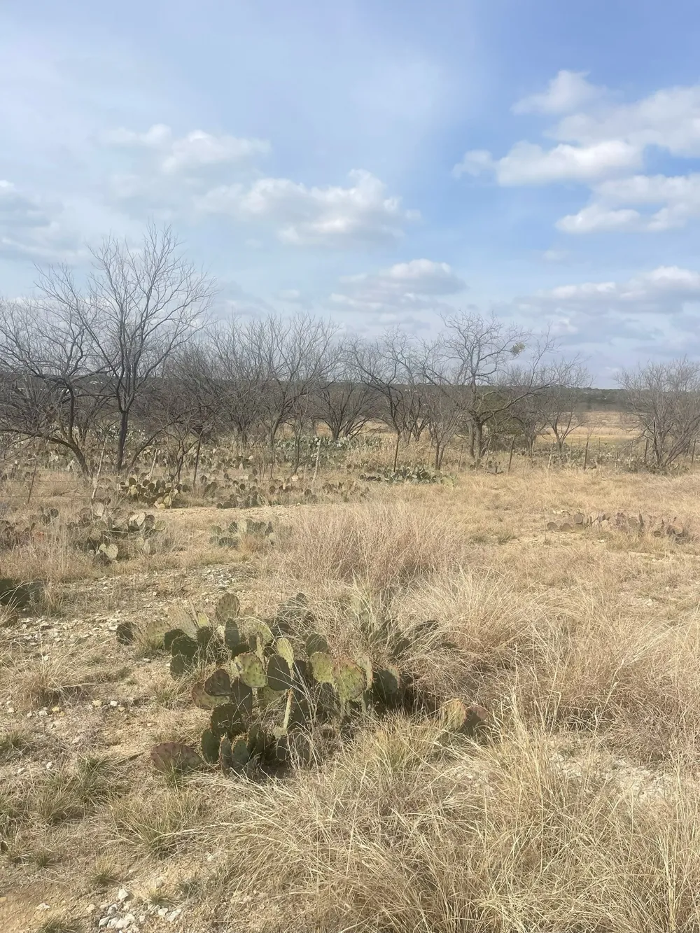 County Road 221 Brookesmith, TX 76827