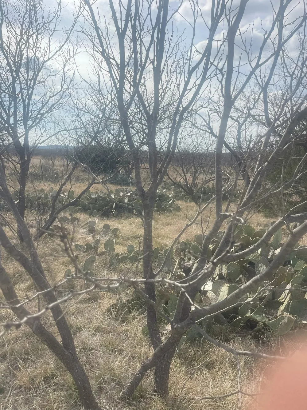 County Road 221 Brookesmith, TX 76827