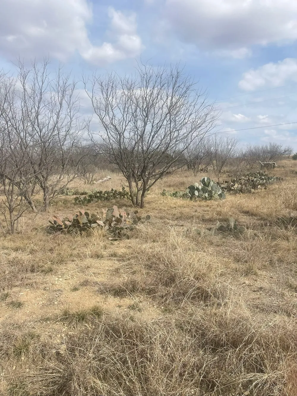 County Road 221 Brookesmith, TX 76827
