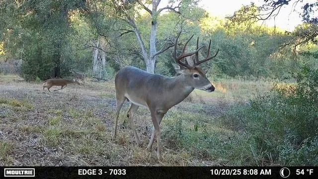 10822 Korthauer Bellville, TX 77418