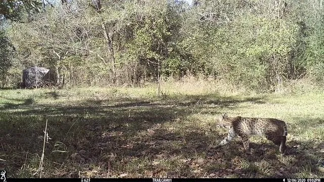 10822 Korthauer Bellville, TX 77418
