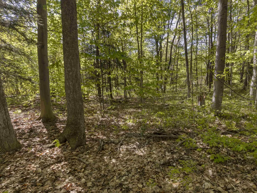 Poplar Avenue Lake Township, MI 49640